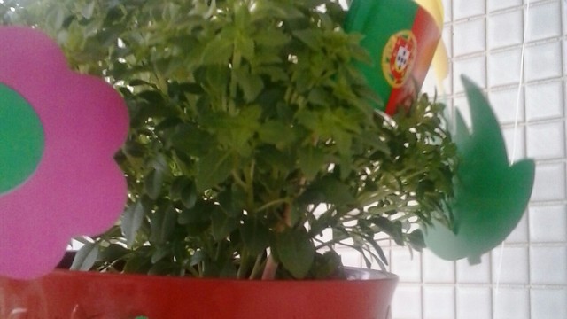 BOM SÃO JOÃO A TODOS CAMPANHENSES BOM SÃO JOÃO A TODOS CAMPANHENSES